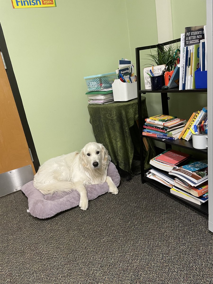Luigi finally sat in his doggie bed!!! 🐶 👏 #olchspride