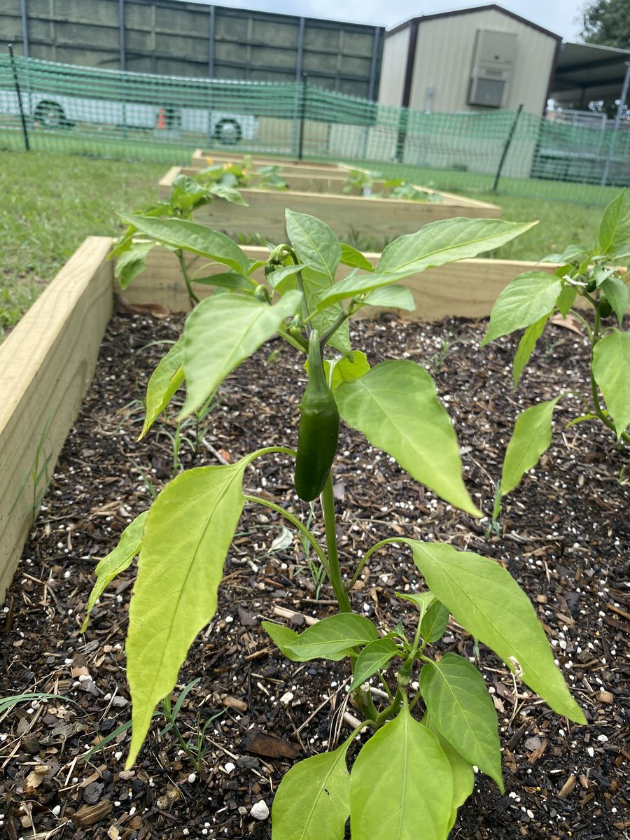 We got actttttioooonn! Look at what we have here! Spicy in the garden! Woooo hooo! #schoolgarden #garden #gardening #startergarden