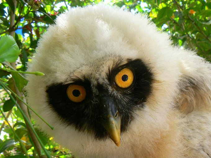 La pérdida de biodiversidad aumenta el riesgo de transmisión de enfermedades infecciosas entre los seres humanos. bbc.com/mundo/noticias…

#22May Día Internacional de la Diversidad biológica
#SomosBiodiversidad