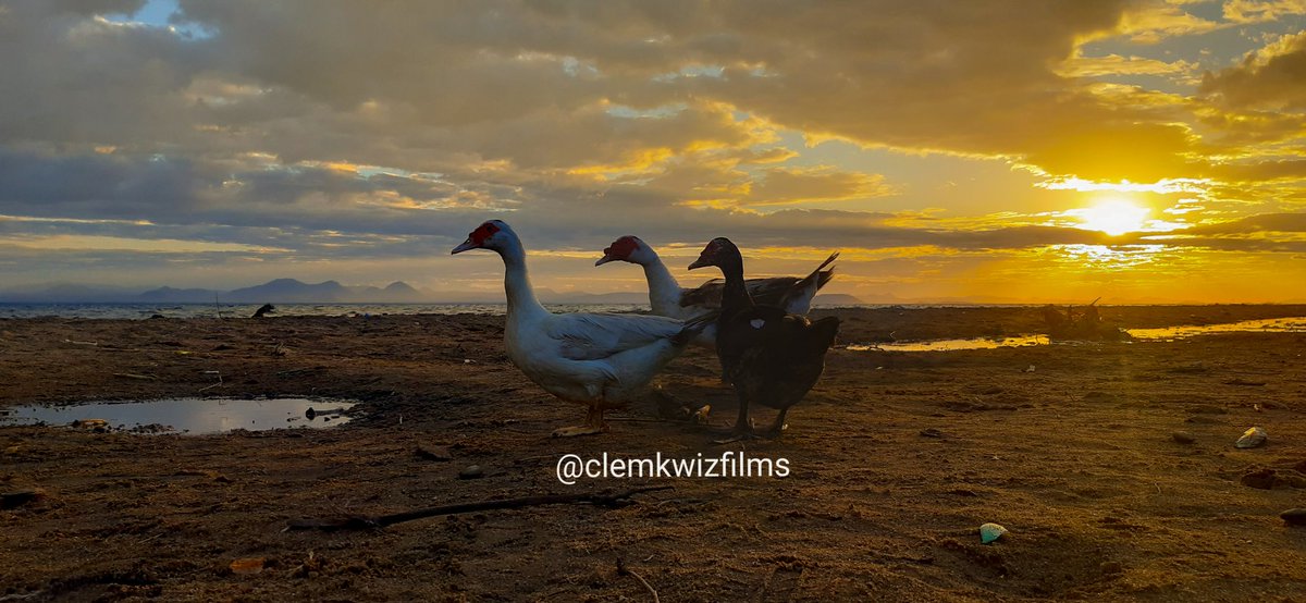 ClemKwizFilms's tweet photo. THIS IS MALAWI 🇲🇼
Sunset scene this evening here at Malindi Bay in Mangochi, Malawi 
#ThisIsMalawi #TheWarmHeartOfAfrica  #Malawi #PhonePhotography #SamsungA30 https://t.co/LfjqcDYFTz