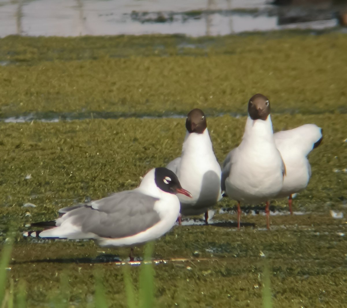 SephPhotography's tweet photo. Boom! Just managed to see the Franklin's Gull on western Reedbed at @SwillyIngsBG @RSPBAireValley before it flew off towards ridge and furrow.
Makes up for the failed attempts chasing it around West Yorkshire last year.
#LifeTick #Digiscoping
@RareBirdAlertUK @BirdGuides https://t.co/A71lxjExe2