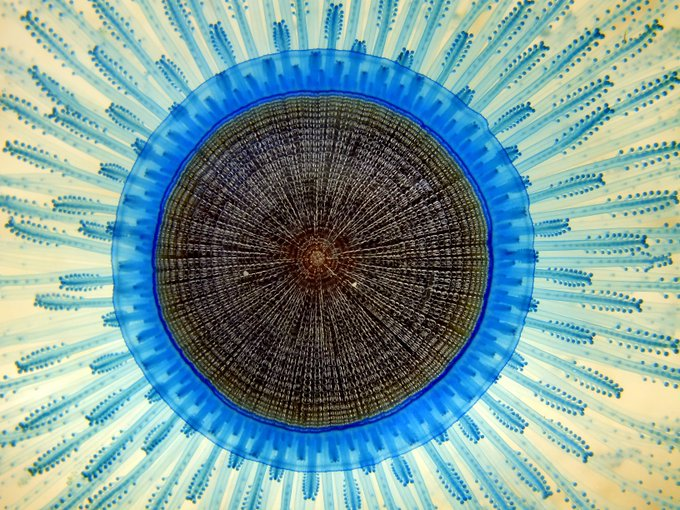 La biodiversidad incluye también las diferencias genéticas dentro de cada especie, por ejemplo, entre las variedades de cultivos y razas de ganado. Los cromosomas, genes y ADN, es decir, los componentes vitales determinan la singularidad de cada individuo y de cada especie #22May