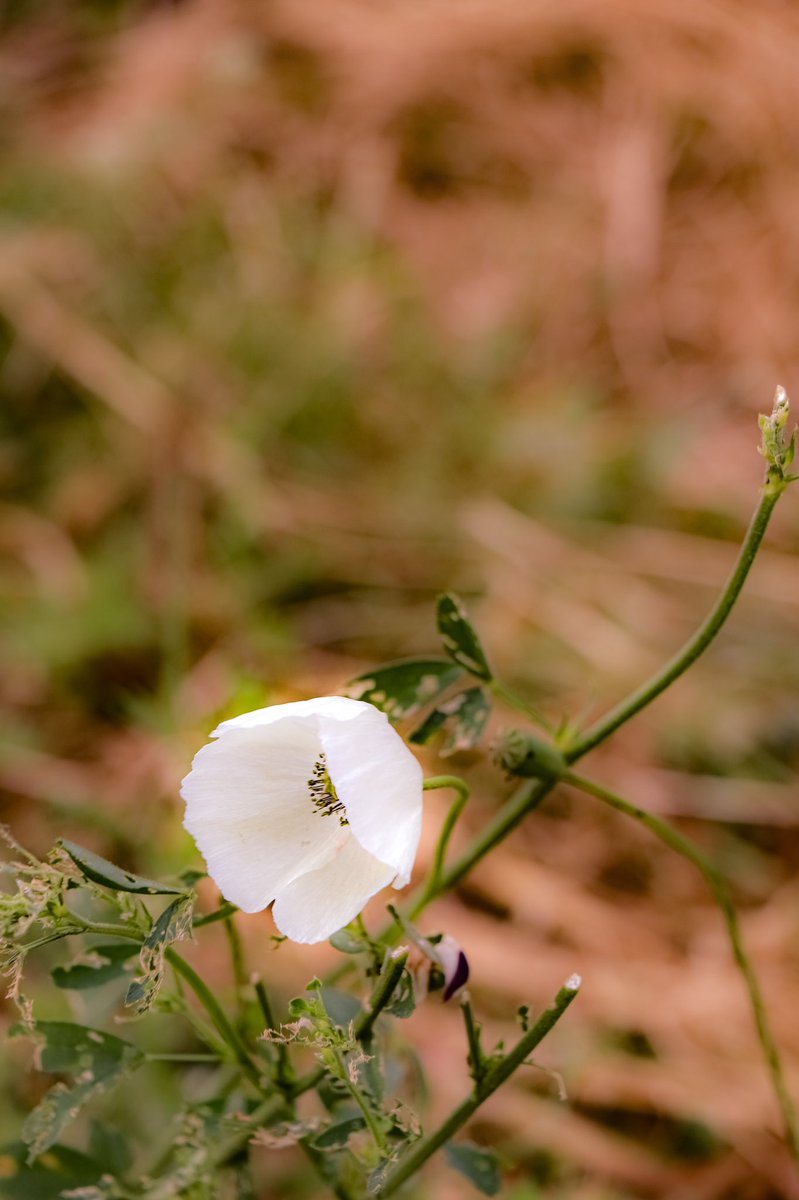 <a href="/abelfrageauthor/">Anna Belfrage</a> Happy evening!