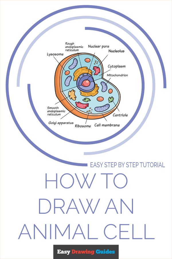 Update more than 158 animal cell drawing latest