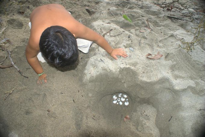 Hoy es #22May y celebramos el Día Internacional de la Diversidad Biológica. Venezuela es uno de los 10 paises con mayor biodiversidad del planeta. 

Cada especie representa una oportunidad para el desarrollo sostenible y la calidad de vida de los ciudadanos.
#SomosBiodiversidad