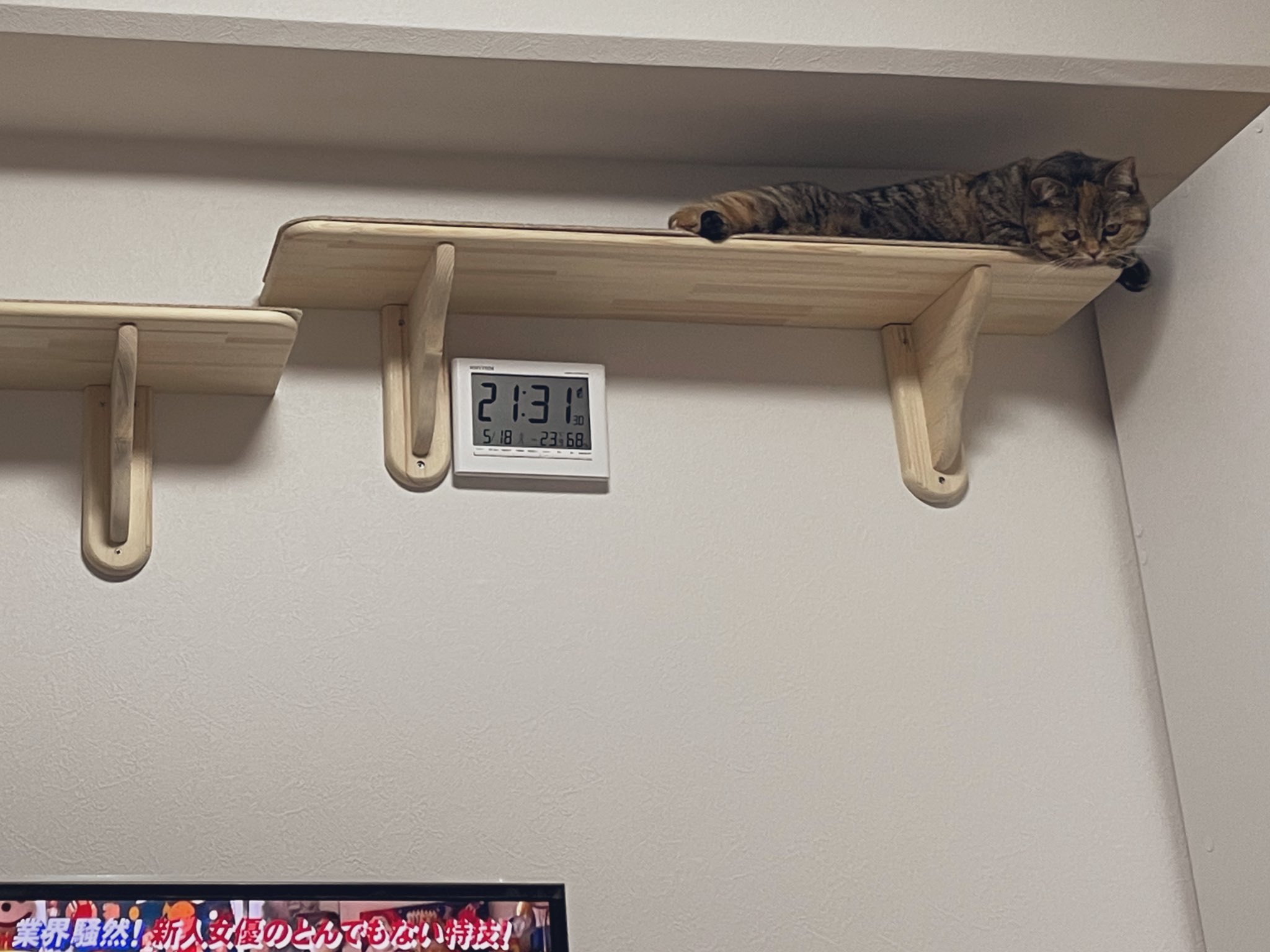 猫落下 Twitter Search Twitter