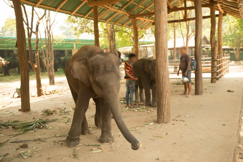 Tourists boycott these venues  
#PunnathurKottaelephantsanctuary
#Guruvayurelephantcamp
#kodanadelephanttrainingcenter
#Thekkampathirejuvenationcamp
#pinnawalaelephantorphanage
#chitwannationalpark
#pattayaelephantvillage
#srirachatigerzoo
#Ichiharaelephantkingdom