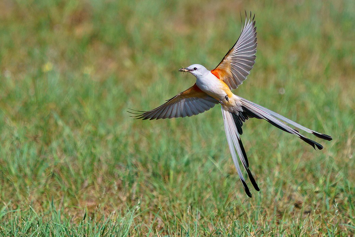 photo__workshop's tweet photo. The dynamic Scissor-tailed Flycatcher is a master of flight thanks in large part to the 15" (38cm) tail. They catch insects on the fly and perform an intricate "sky dance" for courting. Their collective nouns are a pinking, a zipper, and a snip.  ⁠ https://t.co/rEGm1hEH9L