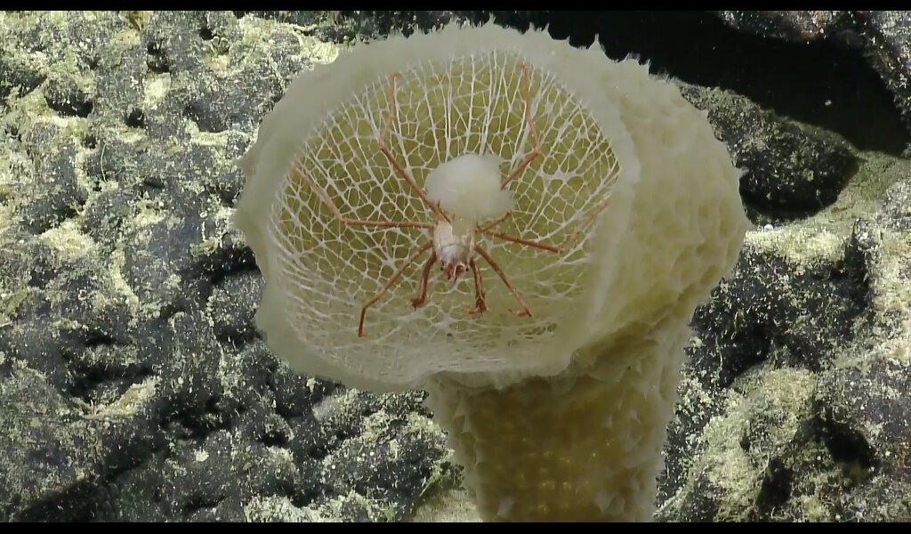 deep sea sponges deepsea sponges twitter
