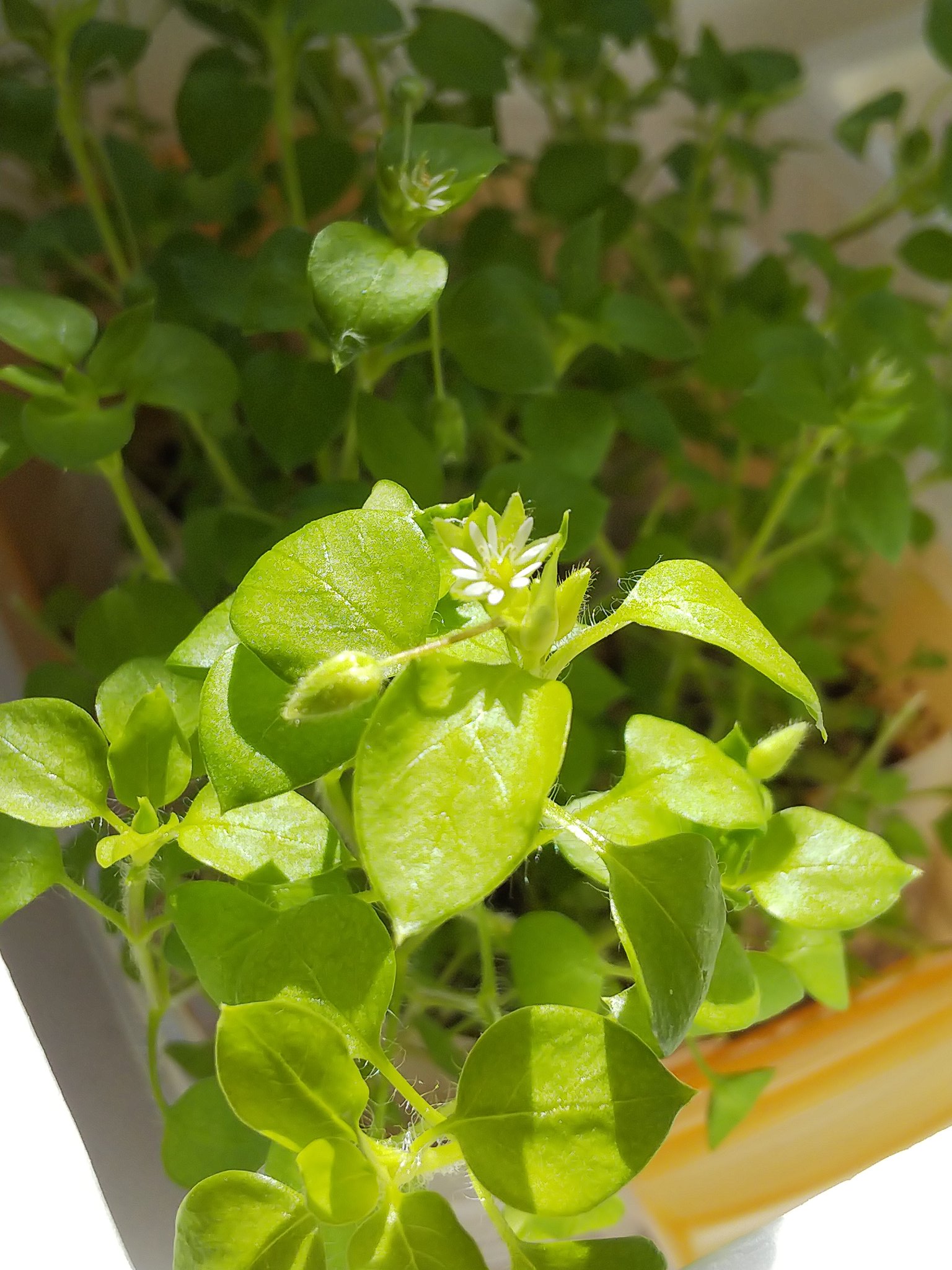 トリの類いのもののけ 年のハコベの採種 栽培 七草粥セットのハコベ 花や種のついた穂先はスポンジに差して育成 種が熟すのを待つ 種は1週間ほど冷蔵庫で寝かせてから蒔くと発芽しやすい トリの類いの備忘録 ハコベ水耕栽培 T Co