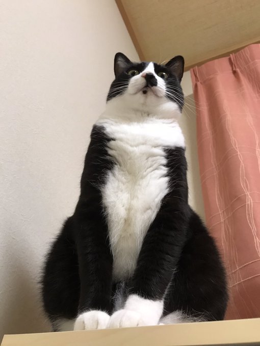 保護猫 高画質 のtwitterイラスト検索結果