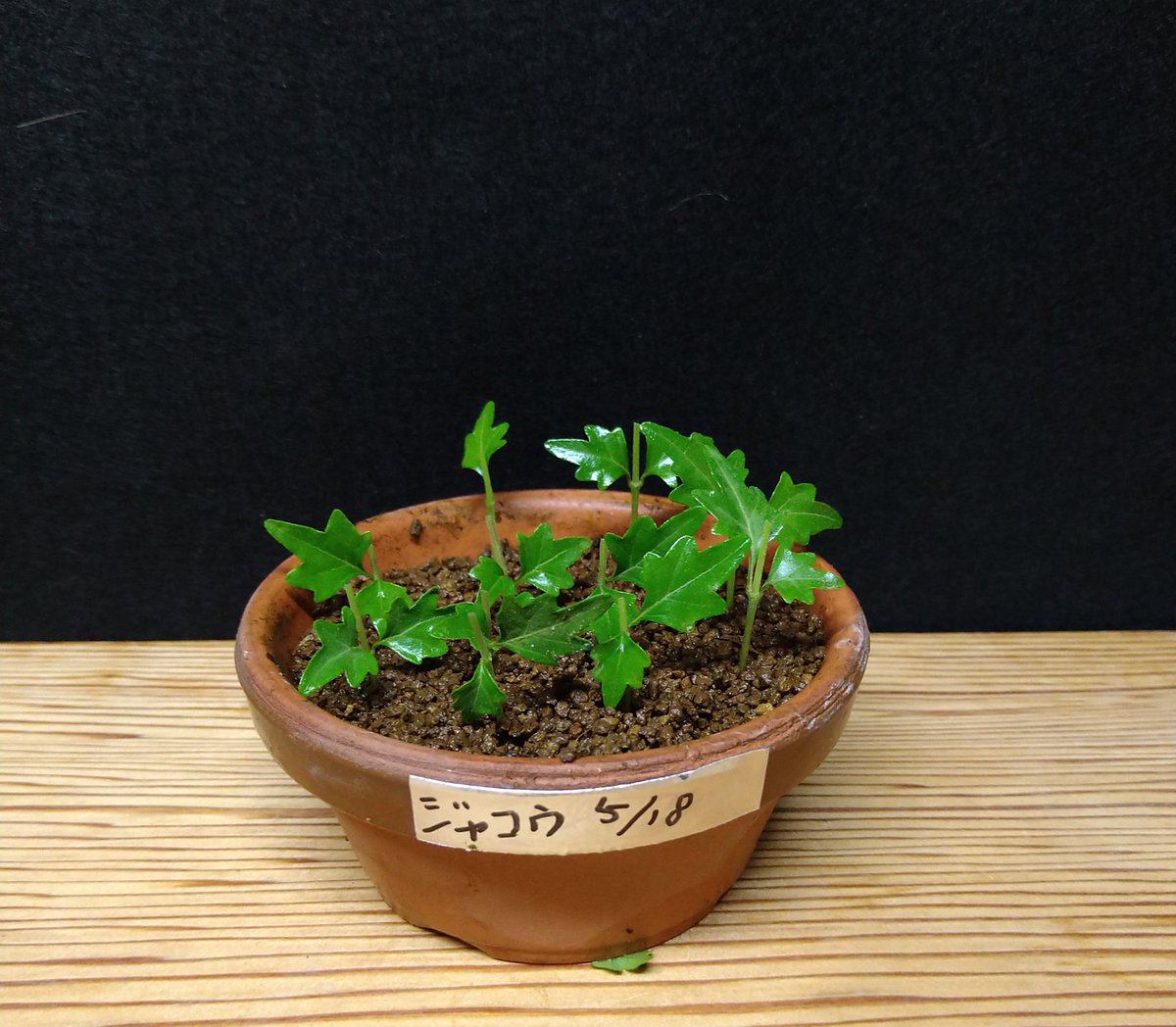 くね松 剪定したニオイカエデ これ十六夜会先代会長さんの名前がついた小葉の希少品種らしいです 当然挿し木 香葉さん曰く 10本挿したら15本付く ホンマカイナ 挿し木ヘタクソのワタシの場合100本挿して0本になりそう