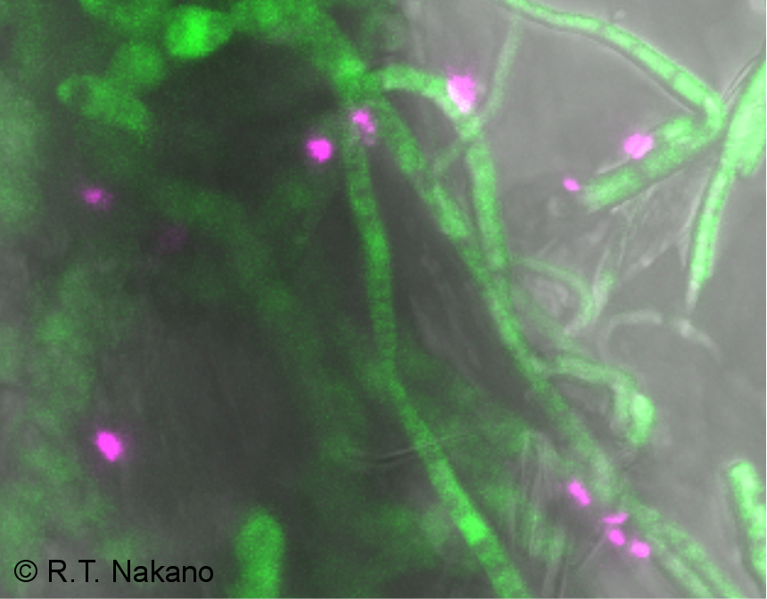 Hello world (second call)! A 2-year postdoctoral position is available in my group <a href="/mpipz_cologne/">MPIPZ Cologne</a>
 to work on « Cross-kingdom metabolic interactions in the root microbiome »

jobs.mpipz.mpg.de/jobposting/d7d…. 

Deadline: May 31st. Please RT. #PlantSciJobs #Microbes.
Picture: <a href="/rtnakano_lab/">RTNakanoLab Hokudai</a>