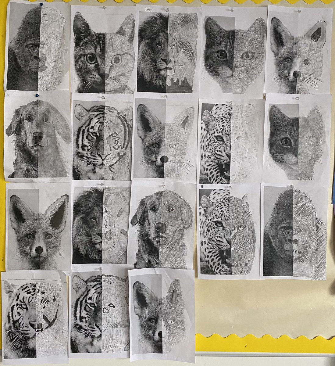 Following our symmetry work in numeracy P6/7 were challenged to complete the animal portraits so they were perfectly symmetrical. 🦁🦊🐶🐱 <a href="/stmungoalloa/">St Mungo's RC PS</a>