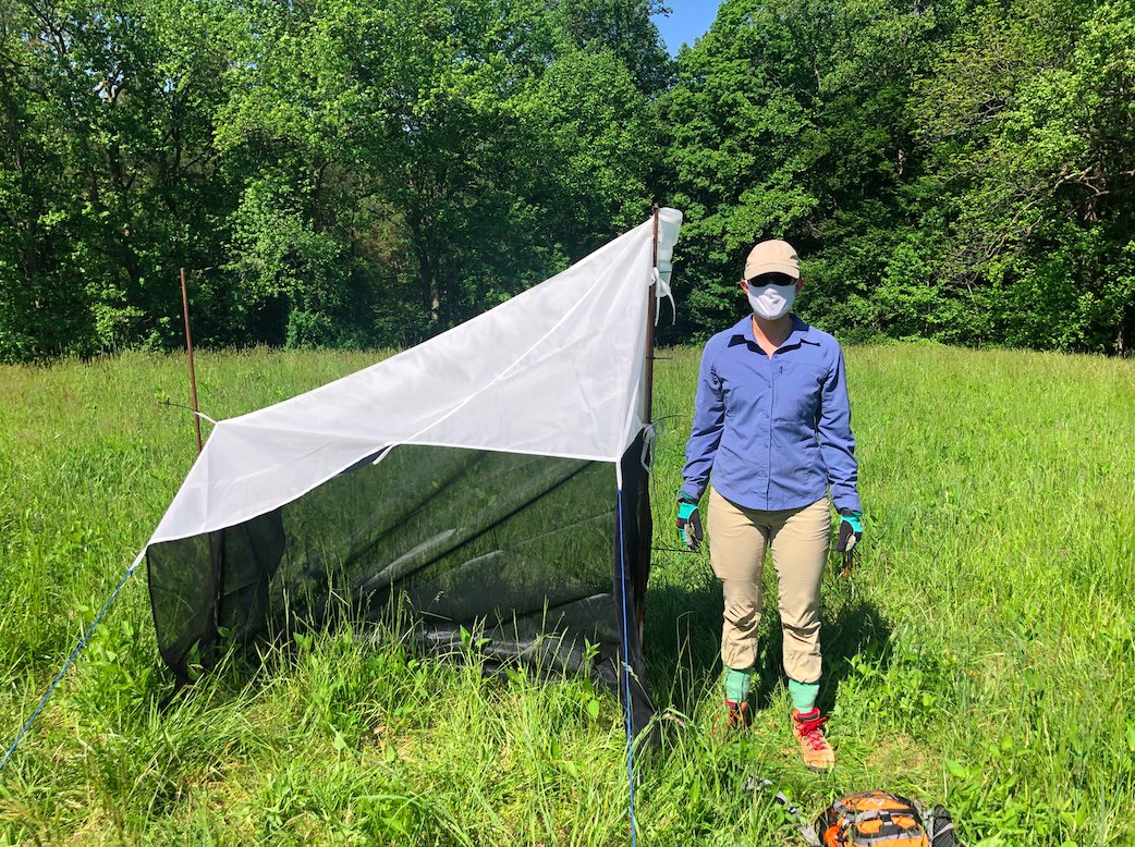 UNCG_EcoConserv's tweet photo. We set up our malaise traps last week in the Smithsonian Environmental Research Center grasslands and encountered a little friend! Data from these traps will contribute to a global Malaise Trap Network. #InsectMonitoring #BroodX https://t.co/r6lvg7kSKA
