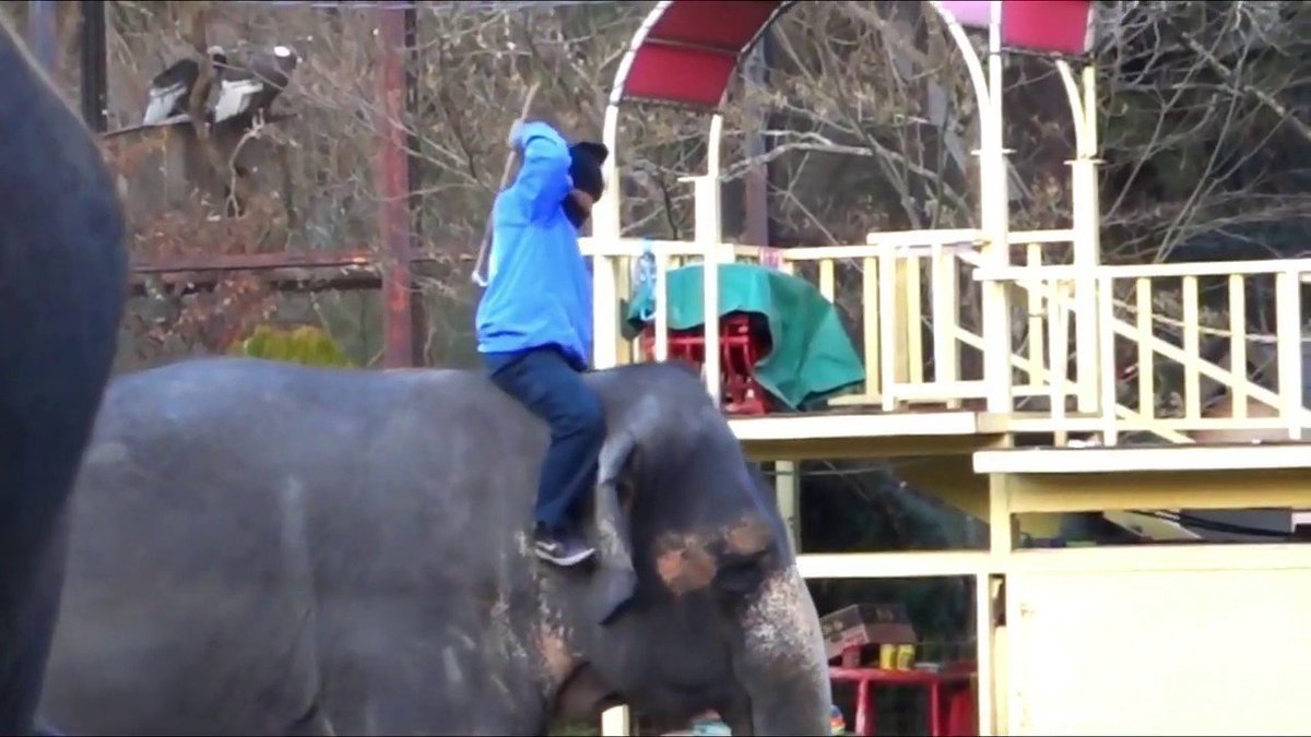 This is its future. Brutal beatings in Japan
#IchiharaElephantKingdom
#OkinawaZooMuseum
#TohokuSafariPark
#IwateSafariPark
#NasuWorldMonkeyPark
#JAZA #JapaneseAssociationofZoosandAquariums
#FreeMiyako