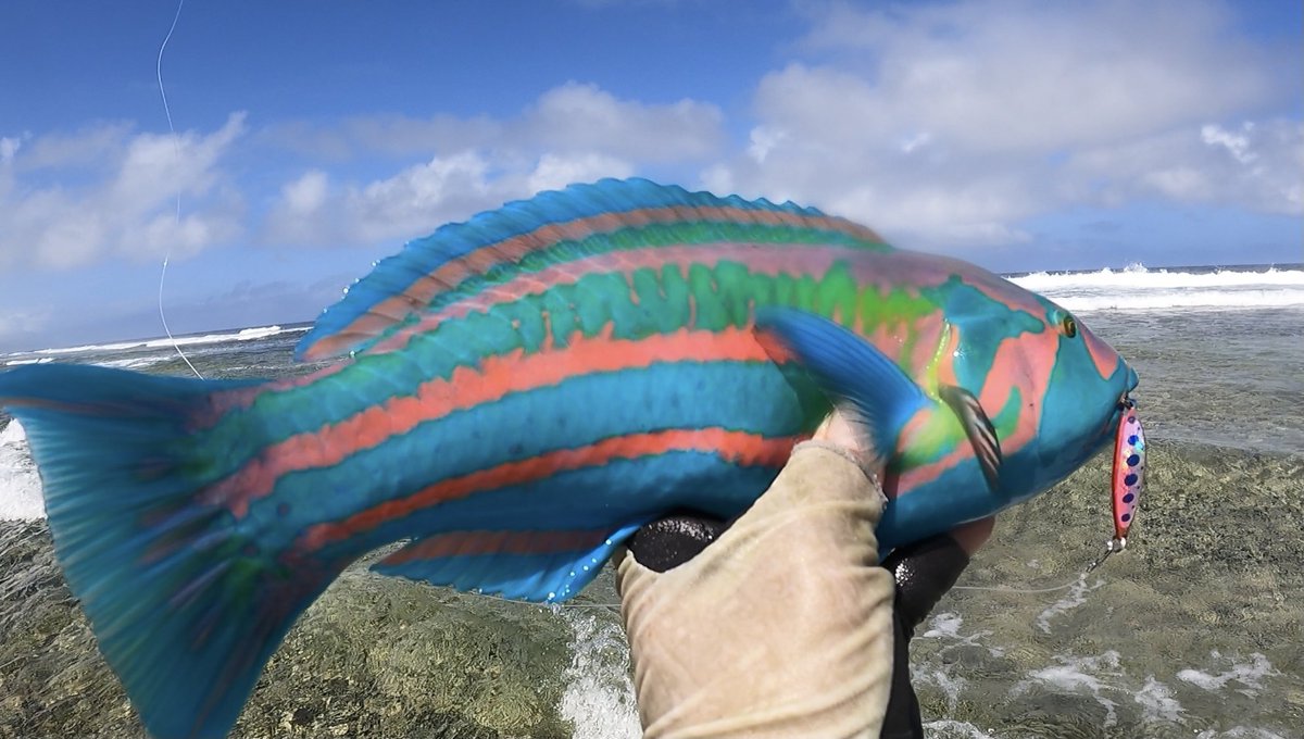 蛙スプーン7g』 リーフ上のパターン♪ #蛙スプーン #石垣島 #沖縄釣り