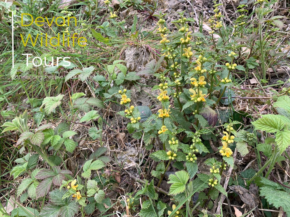 Devon Wildlife Tours tweet media