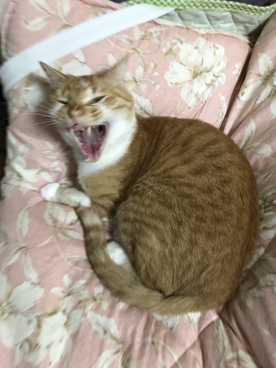 青木ハヤト A Twitter