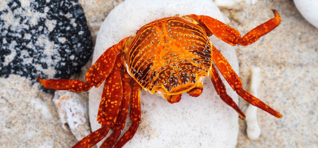 Be in the presence of the world’s rarest animals in their natural habitats—with a Smithsonian Journeys Expert by your side. When the world opens up again, our journeys will provide an extraordinary chance to come face-to-face with wildlife. ow.ly/NTvp50EOZUb