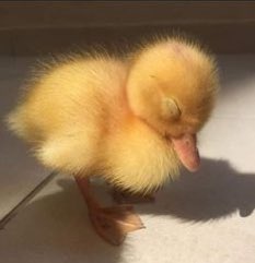 aialecs's tweet photo. tu y tu 2@ teneis que adoptar a un patito https://t.co/ewkfCdg2Zw