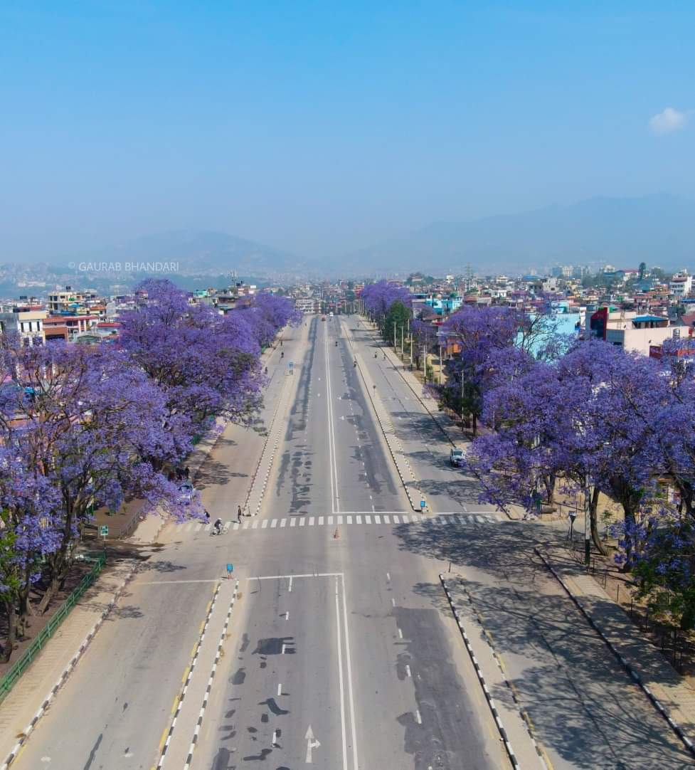 Nepal_Snatani's tweet photo. Empty Roads sorrounded by Blue Jacaranda plant trees at Tashilhel, Lalitpur. 😍 #Nepal #Kathmandu
#lockdown2021
Pic. @_megaurab09_ https://t.co/fC08DjVGX3