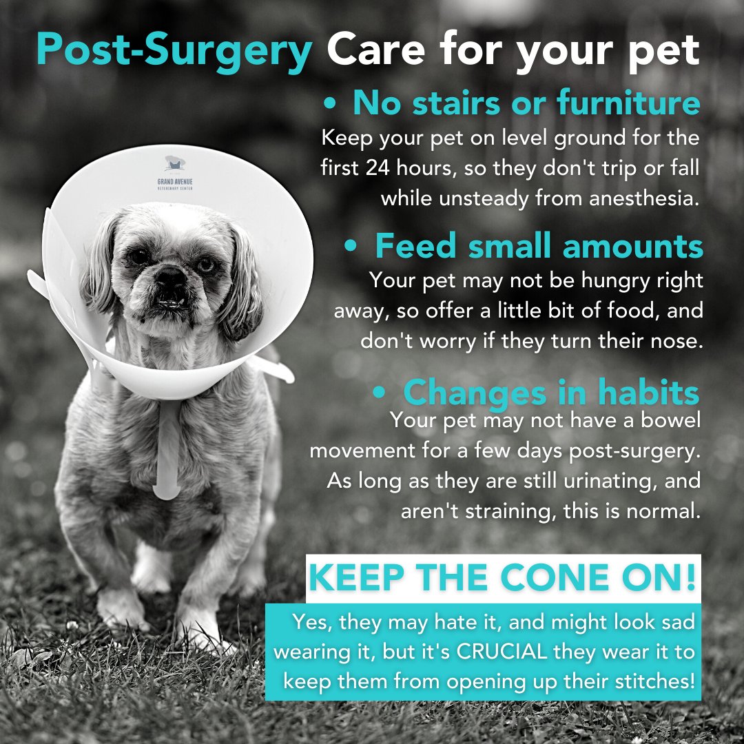 Community Pet Hospital Billings Billings Bridge Animal Hospital