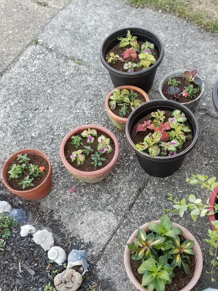 DesireDevonXoXo's tweet photo. Adding beauty to my porch.😘🌿🌷
#prettydisplay #itsgettingthere
#workhard https://t.co/hFUgdrSziU
