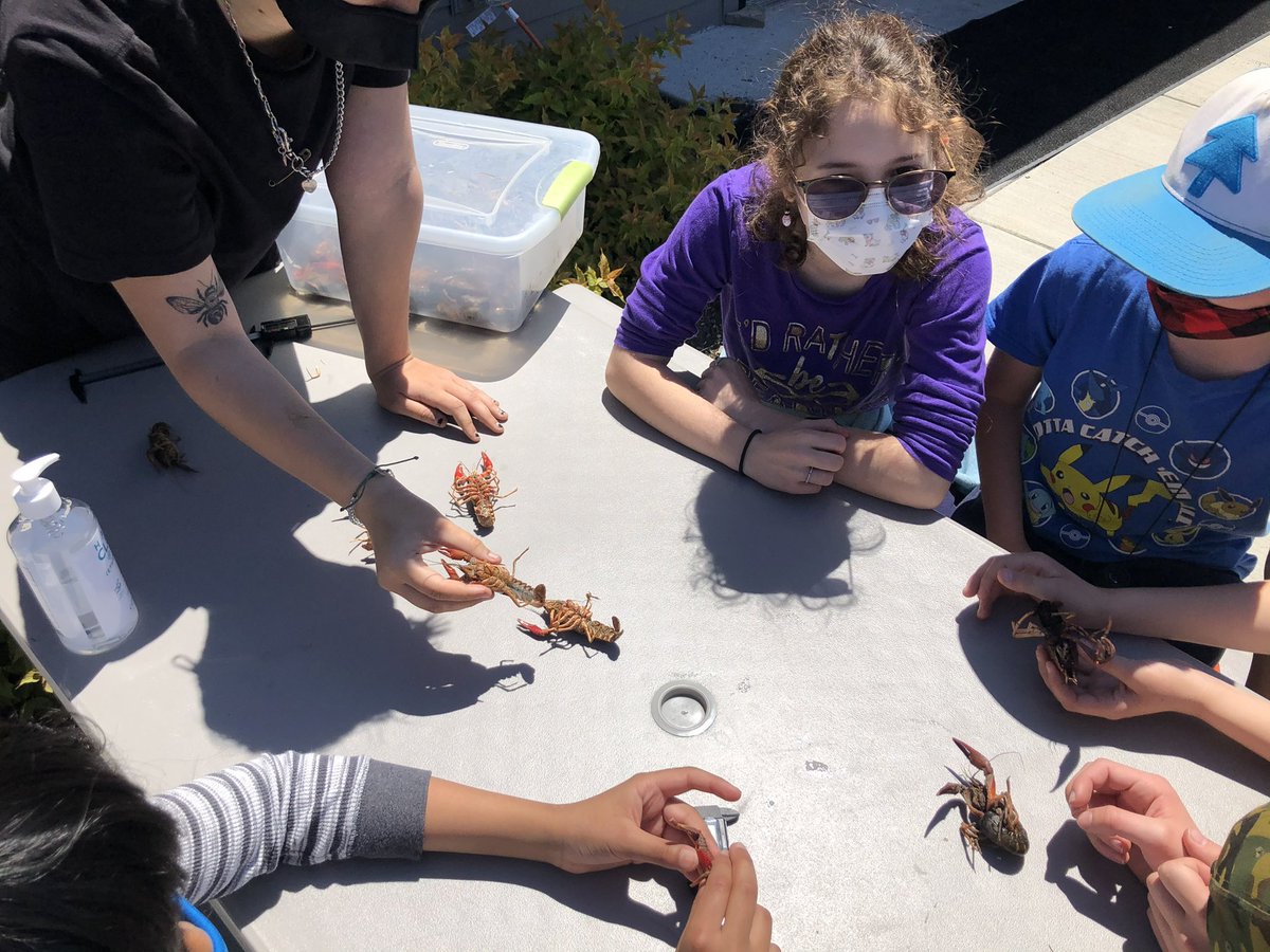 parkschoolbflo's tweet image. Thank you to Senior ASE students for teaching our Grades 5 and 6 students how to manage the invasive crayfish mitigation project. It takes a community to design, implement, and sustain these efforts! #AlwaysLeading #ActiveLearning #SolvingRealProblems