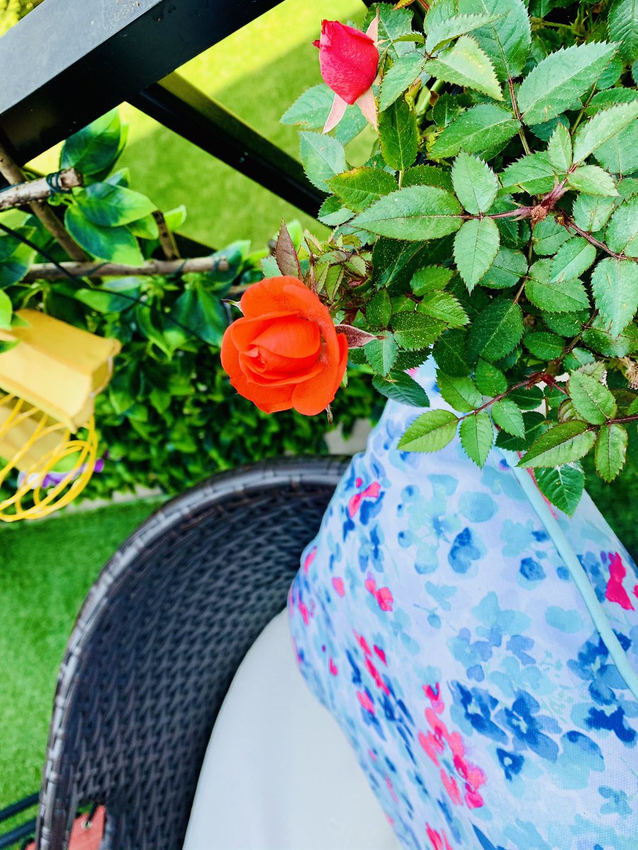 FridaAnbar's tweet image. Au lever du jour, on pensera que c’est un #rêve... Et pourtant, la fleur épanouie ne peut cacher la #luxure de son #sourcier. #nehna