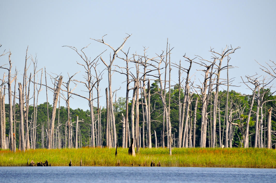 A ghost forest in tidal freshwater forested wetlands of the Sampit River, South Carolina.