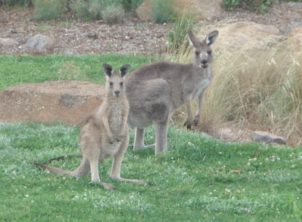 EricLagadec's tweet photo. Now I remember I also visited a great observatory in Australia, Mt Stromlo, to give a talk. Sadly it was after the fire and the only pictures I found are from the view and the local inhabitants... it is a great place, with great astronomers! #WorldObservatoriesTour https://t.co/kdoz2rakxZ