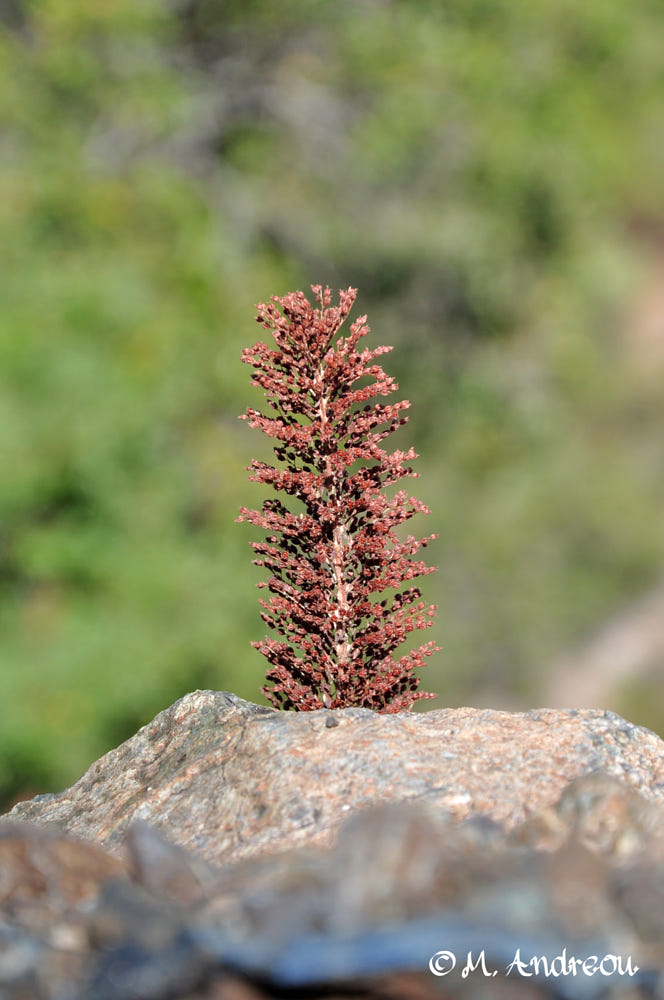 andreou__marios's tweet photo. #sedum #sedumcyprium #stonecrop #Cyprusstonecrop #endemic #plant #plantspecies #endemicplants #flower #cyprusflora #cyprus๐จ๐พ
For more photos visit https://t.co/XKUGDHsEJb https://t.co/VPBSkud55r