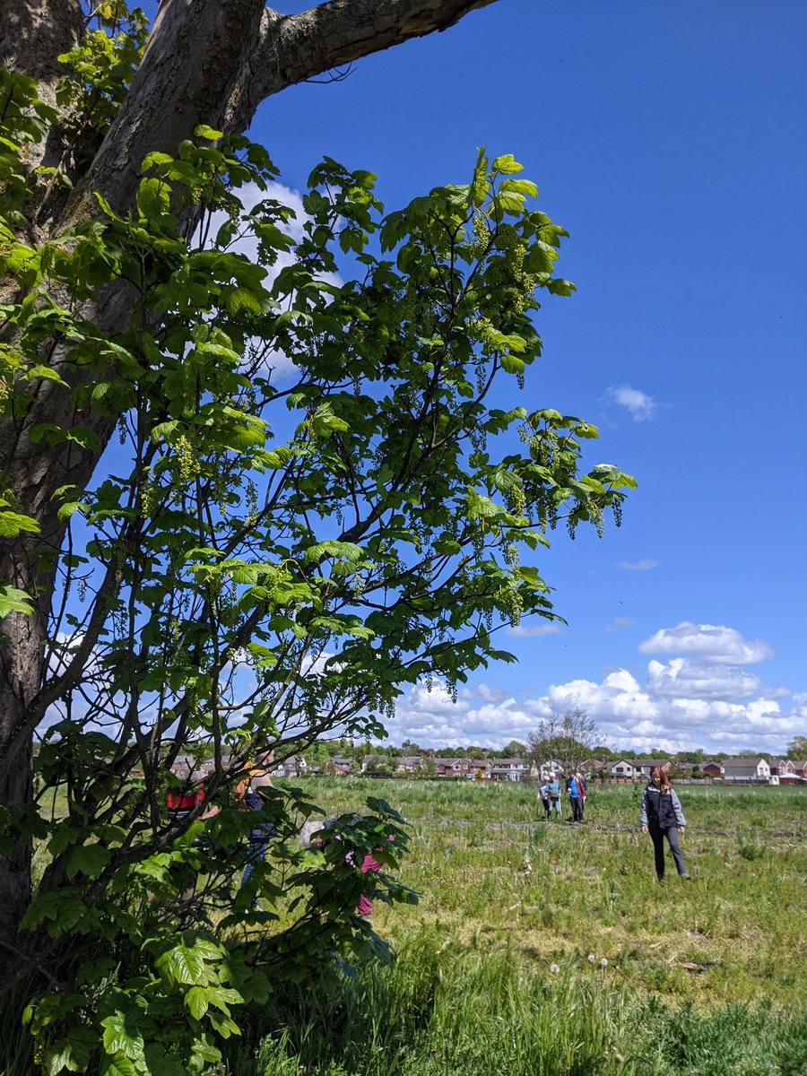 claireweetman's tweet photo. @STHLibraries @libsconnected @sthelensarts @slunglowalan @sthelenscouncil @davidebaines @kathboothroyd @MandiB_ @Chicklitlibrary @whatsonsthelens @readingagency @ace_thenorth Sorry I couldn't come, we were doing practice-based learning about running events outdoors with Artists Together in a field in Rainford. #trees #courting #stories #notonzoom https://t.co/mOqGykbssZ