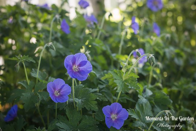 MomentsintheG's tweet photo. Onto the next wave of blooms. Early flowering blue flax, blue hardy geranium, yellow geum and unusual coloured iris. #earlyfloweringperennials #mixedborder #herbaceousborder #cottagegardenstyle #mygarden #maygarden #mygardentoday #momentsinthegardenphotography https://t.co/jskrEx2IEe