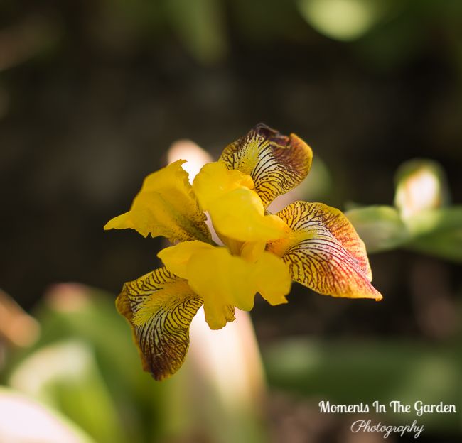 MomentsintheG's tweet photo. Onto the next wave of blooms. Early flowering blue flax, blue hardy geranium, yellow geum and unusual coloured iris. #earlyfloweringperennials #mixedborder #herbaceousborder #cottagegardenstyle #mygarden #maygarden #mygardentoday #momentsinthegardenphotography https://t.co/jskrEx2IEe