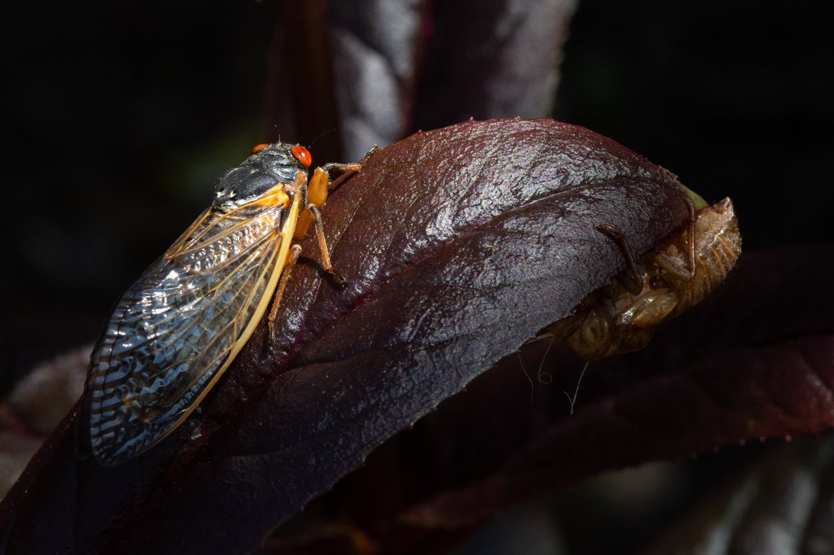 A cicada viewed from the backside as it rests on a leaf. A cicada exoskeleton rests on the same leaf off to the right of the photo