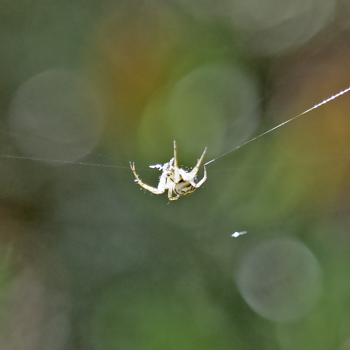 M0KSJ's tweet photo. At least 7 of what looks like a cricket-bat spider Mangora acalypha seen amongst gorse and heather on #ChislehurstCommons @ChisCommons this morning. @Britishspiders @iancbeavis https://t.co/tnquA8PC6X