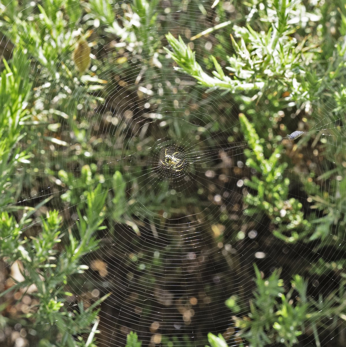 At least 7 of what looks like a cricket-bat spider Mangora acalypha seen amongst gorse and heather on #ChislehurstCommons <a href="/ChisCommons/">Chislehurst Commons</a> this morning. <a href="/Britishspiders/">BAS</a> <a href="/iancbeavis/">Ian Beavis</a>