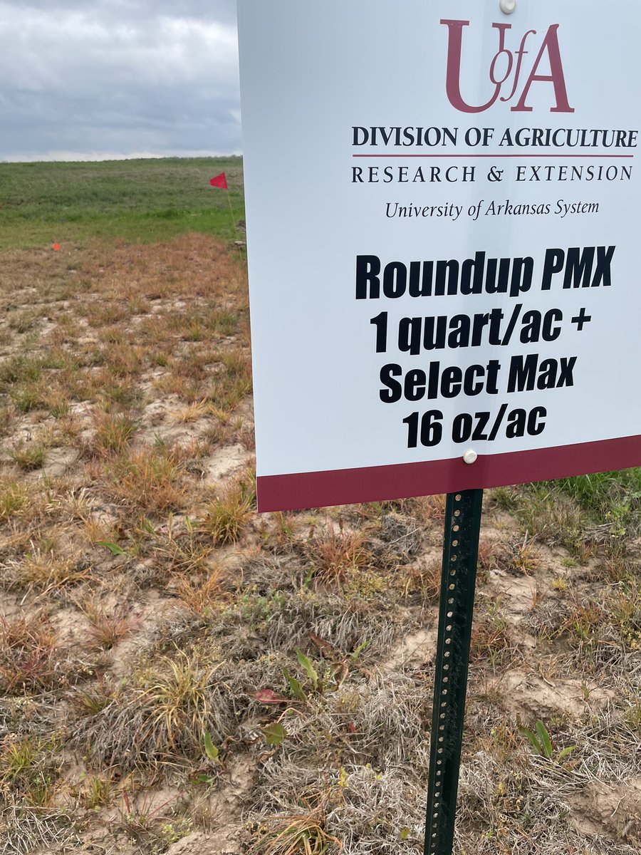 I established a burndown demonstration to help Faulkner Co producers with herbicide options for ryegrass back in late March. The demonstration results are located at uaex.edu/farm-ranch/age… 

Thanks to @weedsARwild for helping with this demo!

<a href="/AgWriterArk/">🧨 Ferndale Int’l Observatory</a> @BobScottWeedDr