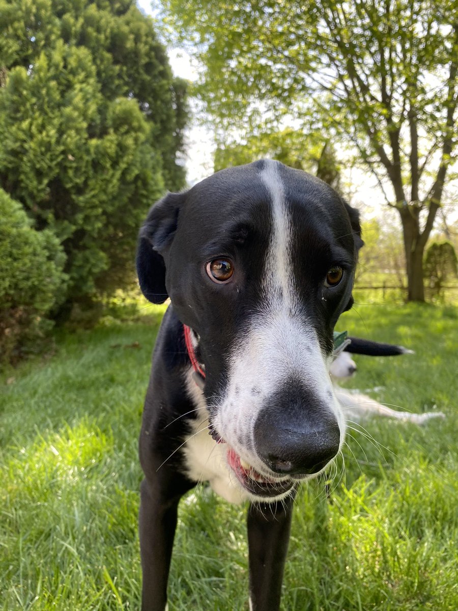 Auggie66772791's tweet photo. All clear... no zombs to report. Had a little fun after my patrol... chased a ball until exhaustion. #ZSHQ #dogsoftwitter #playball #warmweatherfun #happydog #neighborhoodwatch https://t.co/8267tZsj5u