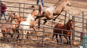 .SecDebHaaland #SaveOurWildHorses

BLM 'Management' of #WildHorses and #Burros:
Taxpayers pay for the roundups