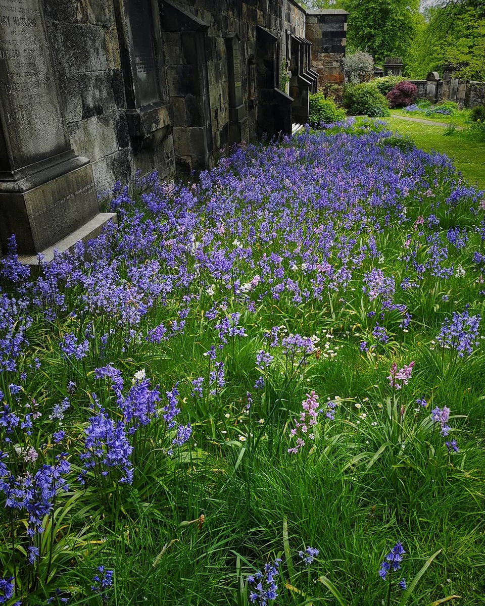 Kazzycrazy78's tweet photo. Blue bells at St Cuthberts Church
#edinburgh #Bluebells #Flowers #flowerphotography #photooftheday #photographylover #photo #FLOWERFLOWER #igflower #bluebell #spring #springflowers #SpringTime https://t.co/V6aDlmzai8