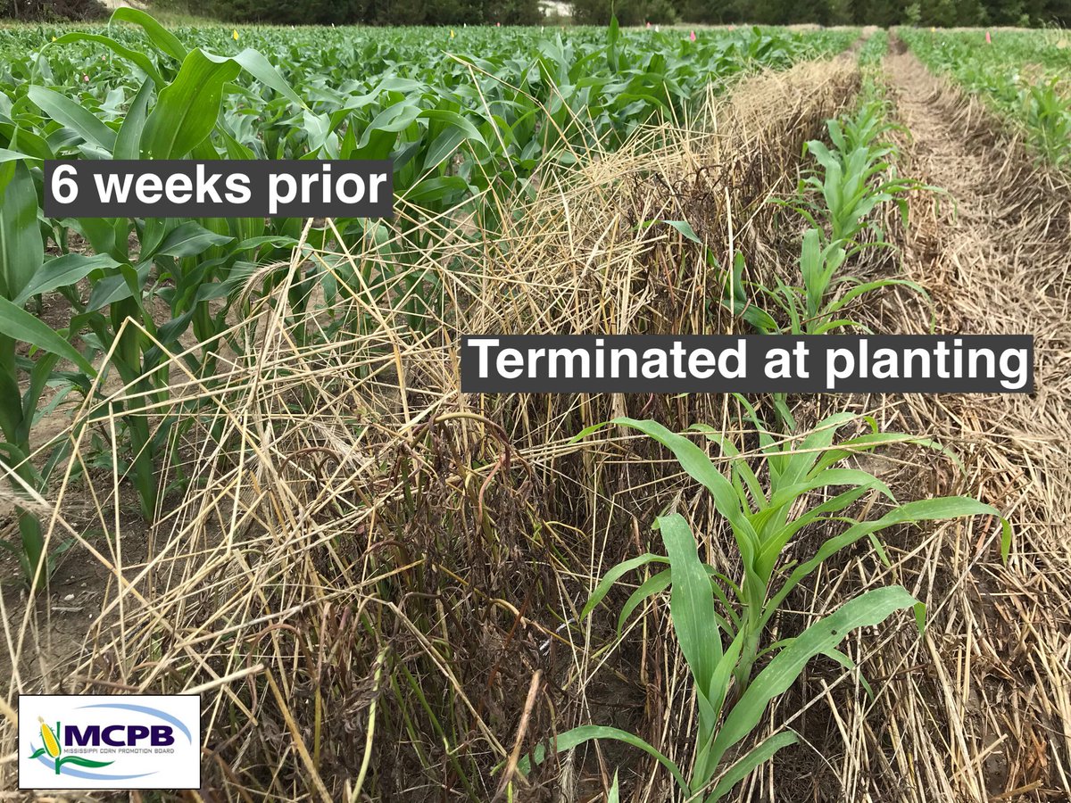 MStateCorn's tweet photo. Termination timing of #covercrops is having a big impact on #corn growth and development in our @MSU_AG research trials. #plant21 https://t.co/2Efx4KPq1v