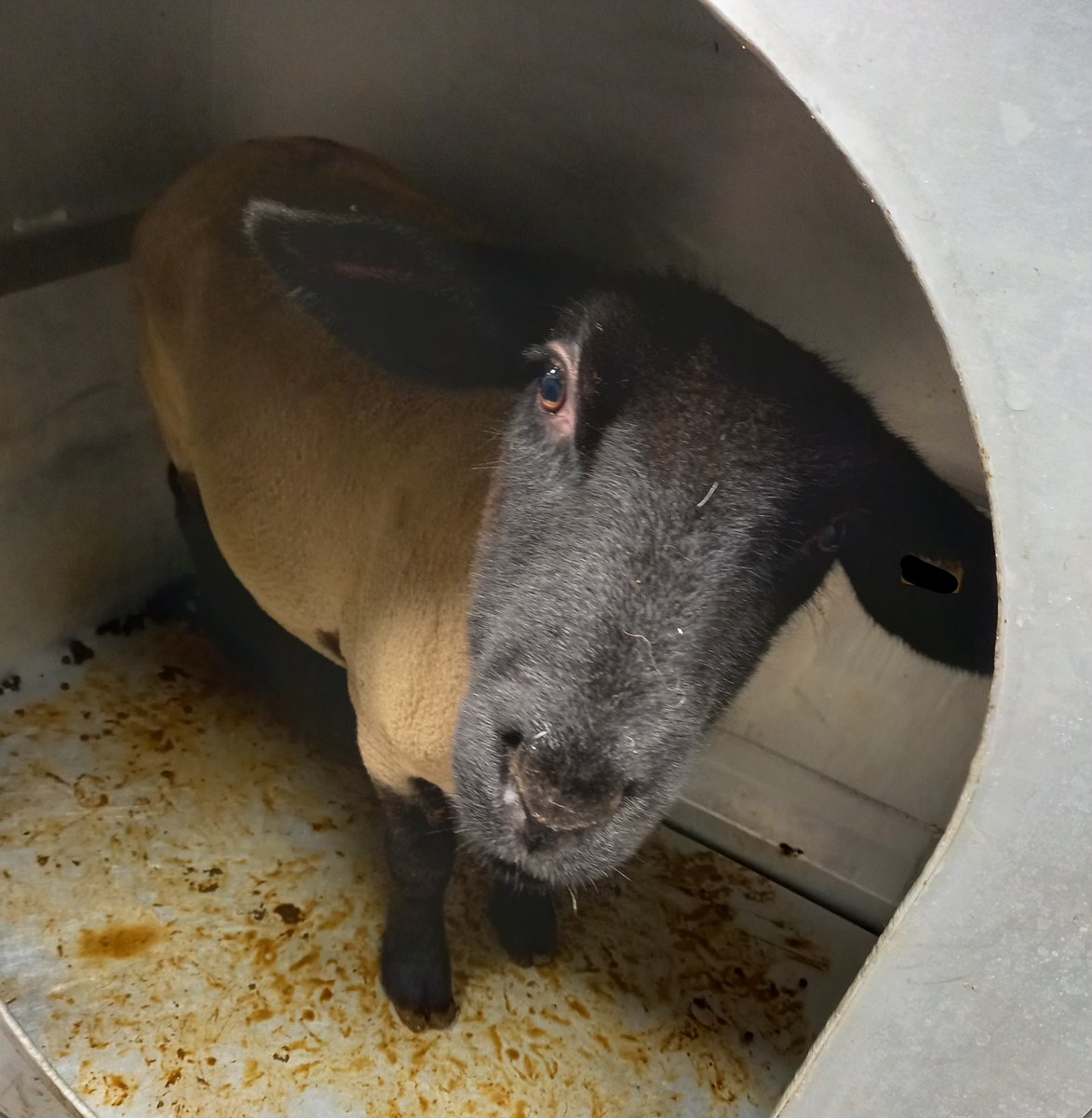 @GrassToGas (@grasstogas) on Twitter photo A recently published study carried out by @edeloconner15 in the <a href="/TeagascSheep/">TeagascSheep</a> team and funded by @GrassToGas and <a href="/GreenBreedDAFM/">GreenBreed</a> confirms an optimal time of 50 min to measure gaseous emissions of sheep in portable accumulation chambers. dx.doi.org/10.1093/jas/sk… <a href="/SheepIreland/">Sheep Ireland 🌟🌟🌟🌟🌟</a> A recently published study carried out by @edeloconner15 in the <a href="/TeagascSheep/">TeagascSheep</a> team and funded by @GrassToGas and <a href="/GreenBreedDAFM/">GreenBreed</a> confirms an optimal time of 50 min to measure gaseous emissions of sheep in portable accumulation chambers. dx.doi.org/10.1093/jas/sk… <a href="/SheepIreland/">Sheep Ireland 🌟🌟🌟🌟🌟</a>