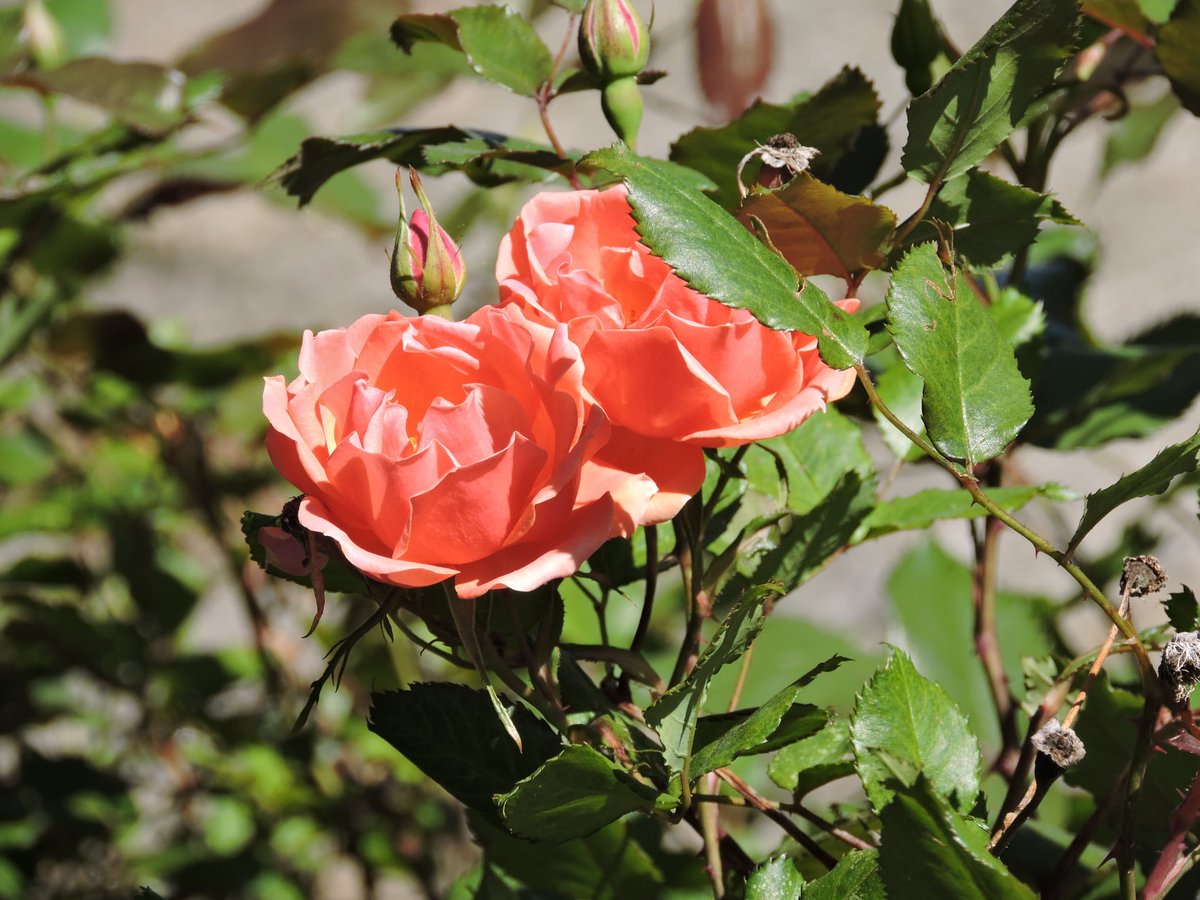 Marcus Garvey Park tweet media