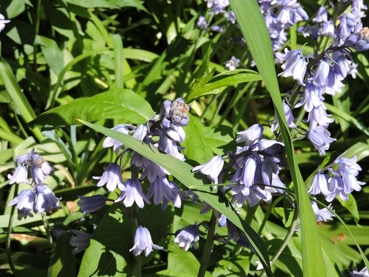Marcus Garvey Park tweet media