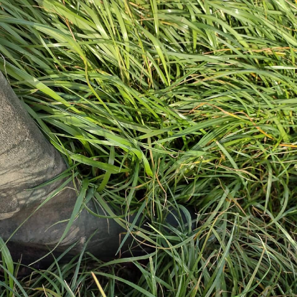 Pearce__Dairy's tweet photo. First year grass lay. Looking ready to cut for grass silage for a customers dairy cows. Let's hope the weather improves. https://t.co/fu8Dgr9sG2