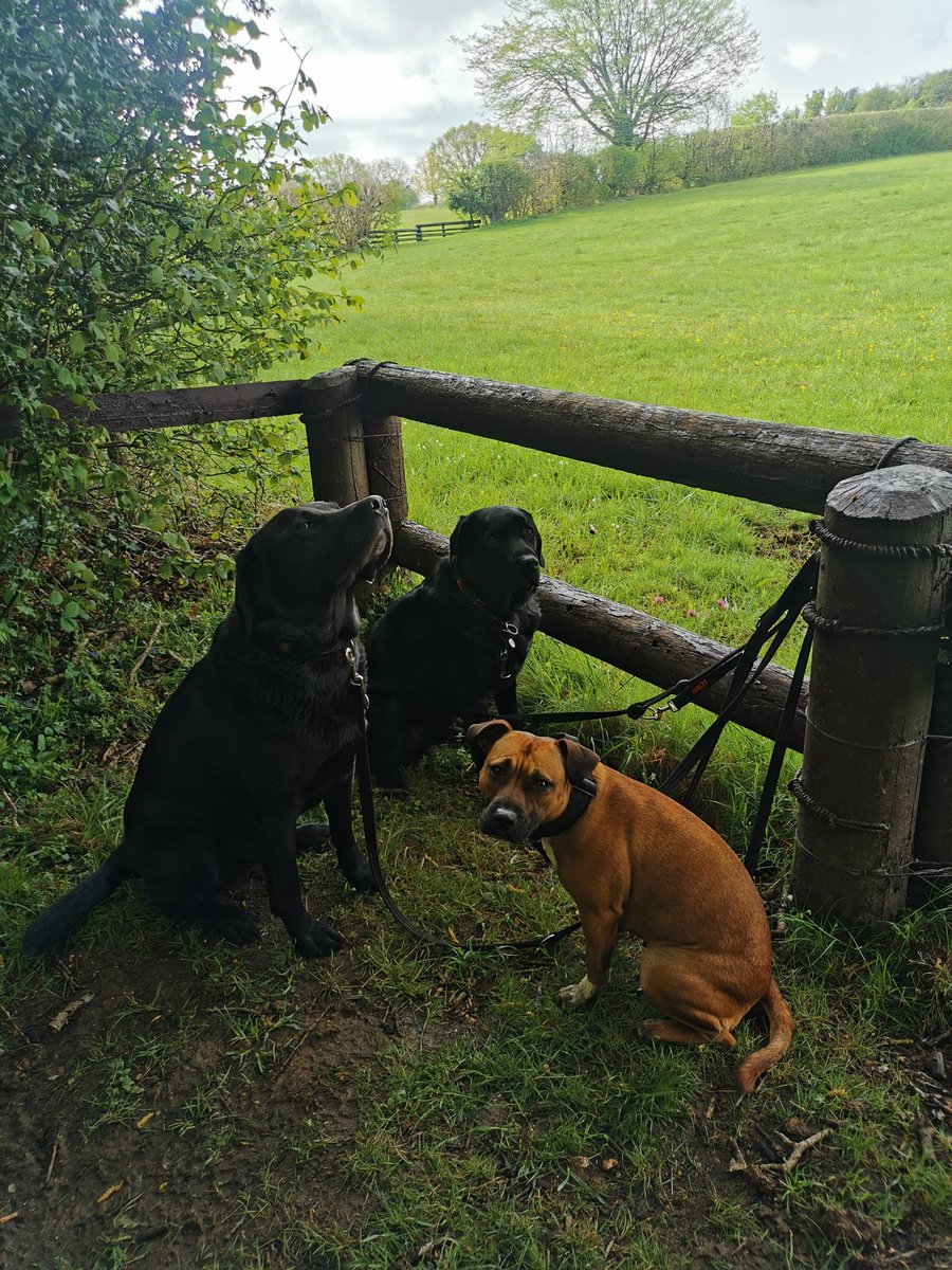 ivorydogwalking's tweet photo. Starting the morning right 🖤🐶🖤 #ivorydogwalking #dogwalking #dog #labrador #labradorretriever #staffordshirebullterrier #staffy https://t.co/Ux0sOYwCXy