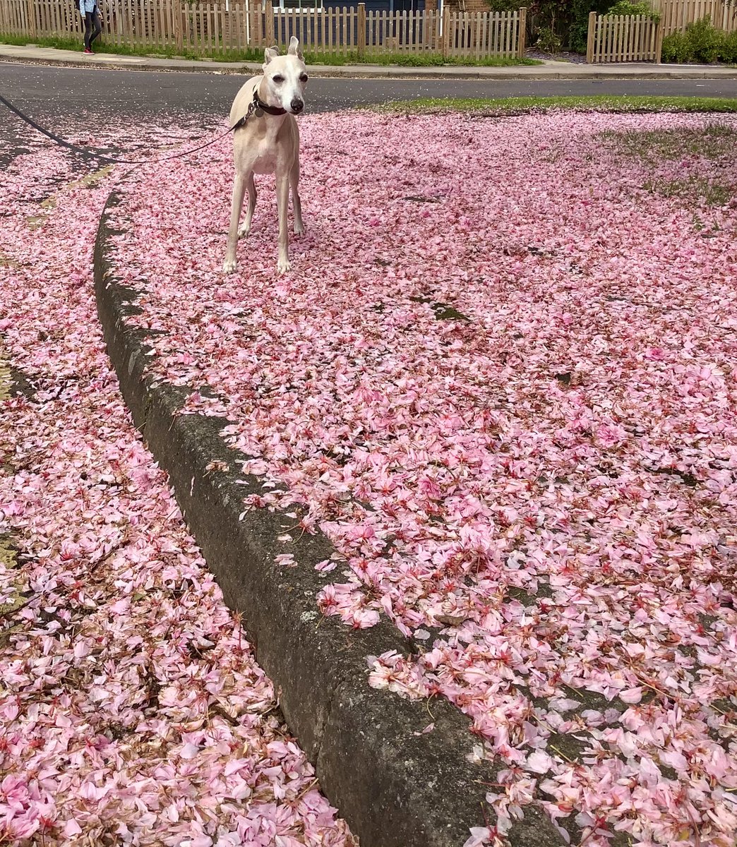 MidoriTakaki's tweet image. Pearl walked in a patch of fairy land. 
#whippet #StillSpring